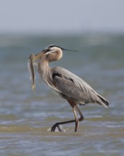 Great Blue Heron (Ardea herodias) with great fish in its beak, Texas, USA