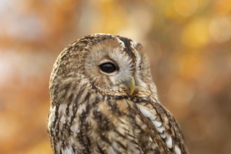 Tawny Owl (Strix aluco) captive, Bavaria, Germany