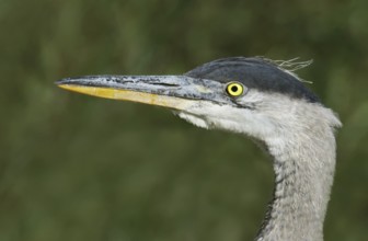 Great Blue Heron (Ardea herodias), Saskatchewan, Canada