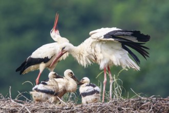 White Stork (Ciconia ciconia) pair with young in nest, North Rhine-Westphalia, Germany