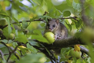 Dormouse (Glis glis), animals, mammals, dormice, nocturnal, rodents, eats an apple,