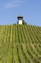 Das sogenannte Rebwächterhäusle, ein Fachwerkgebäude um 1600 errichtet, diente der Beaufsichtigung