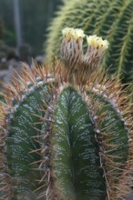 Cactus, flowering bishop's mitre (Astrophytum ornatum), Botanical Garden Erlangen, Middle