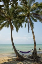 Picturesque beach with coconut palms and hammock, Ko Chang, Koh Chang, Mu Ko Chang National Park,