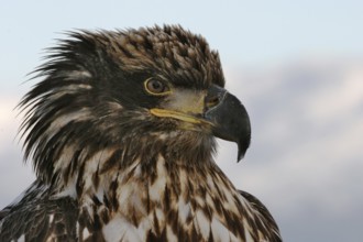 Bald Eagle (Haliaeetus leucocephalus), Alaska, USA