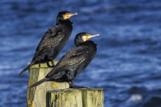 Cormorants (Phalacrocorax carbo) sitting on groynes, Fischland-Darß-Zingst, Baltic Sea,