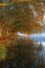 Autumn colours on the Platanen Allee, Hardenberg Ufer, lakeside path on Lake Baldeney, near Haus
