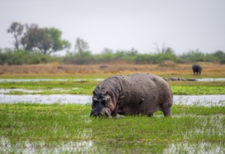Hippopotamus (Hippopatamus amphibius), grazing in the shallow water of a lake, Okavango Delta,