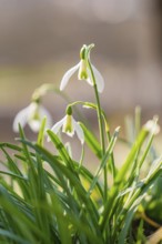 Macro shot of snowdrops in spring with blurred background, Schwäbisch Hall, Germany