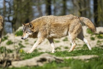 Eastern wolf (Canis lupus lycaon) walking on a meadow, Bavaria, Germany