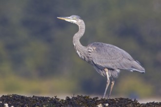 Great Blue Heron (Ardea herodias), British Columbia, Canada