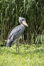 Shoebill (Balaeniceps rex), Walsrode Bird Park, Lower Saxony, Germany