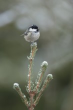 Coal tit (Periparus ater) adult bird on a frost covererd garden Christmas tree branch in winter,