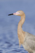 Blue-footed Heron or Reddish Egret (Dichromanassa rufescens, Egretta rufescens), portrait, Florida,