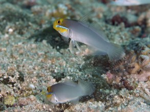 Two fish, golden-fronted sleeper goby (Valenciennea strigata), moving on the sandy seabed,