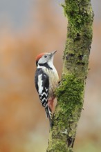 Middle Spotted Woodpecker (Dendrocoptes medius), North Rhine-Westphalia, Germany