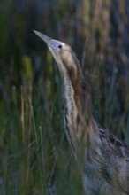 Australasian Bittern (Botaurus poiciloptilus) juvenile, Victoria, Australia