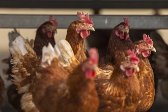 Lively group of brown hens close together on a poultry farm, domestic chicken,