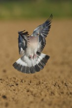 Common Wood Pigeon (Columba palumbus) flying, North Rhine-Westphalia, Germany