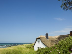 Coastal scene, blooming plants in the foreground, with a thatched building, Ahrenshoop, Baltic Sea,