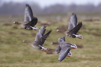 Greater White-fronted Goose & Barnacle Goose (Anser albifrons & Branta leucopsis) flock flying,