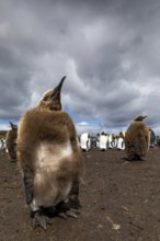 King Penguin (Aptenodytes patagonicus) juvenile, Falkland Islands