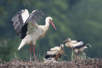 White Stork (Ciconia ciconia) with chicks in nest, North Rhine-Westphalia, Germany
