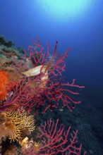 Two specimens of egg capsule of nursehound (Scyliorhinus stellaris) on violescent sea-whip