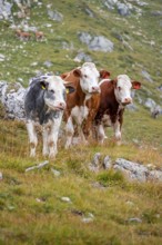 Three cows on a mountain pasture, Carnic Alps, Carinthia, Austria