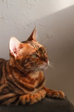 Ginger cat, Bengali breed, resting, on the couch, under the sun, vertical, no people