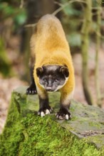 Yellow-throated marten (Martes flavigula)on a rock, Germany