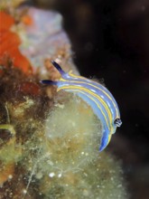 A blue star snail (Felimare tricolor) with yellow stripes crawls over algae, dive site marine