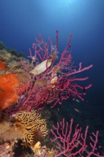 Egg capsule of large spotted catshark (Scyliorhinus stellaris) attached to Violescent sea-whip