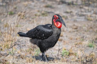 Red-faced Hornbill (Bucorvus leadbeateri), on the ground, Kruger National Park, South Africa