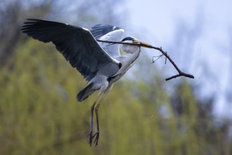 Grey heron (Ardea cinera), flying, with a branch in its beak, building a nest, Vienna, Austria
