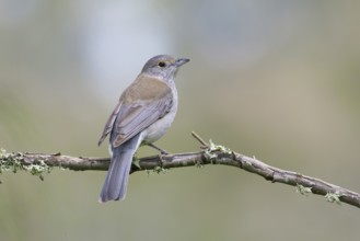 Grey Shrikethrush (Colluricincla harmonica), Victoria, Australia