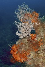 Colourful underwater landscape with various creatures, mediterranean basket star (Astrospartus