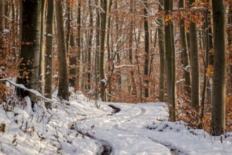 Tracks in a snowy forest path between slender, tall trees with remnants of autumn foliage, winter,
