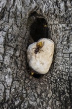 Hornets (Vespa crabro) at the nest entrance in an olive tree, Sicily, Italy