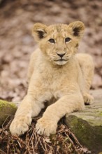 Asiatic lion (Panthera leo persica) cub lying on the ground, captive
