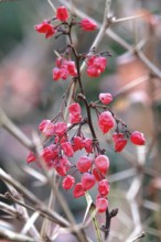 Berberis aggregata, winter, Germany