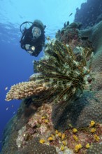 Diver swimming dives through intact coral reef of hard corals (Scleractinia) in Western Pacific