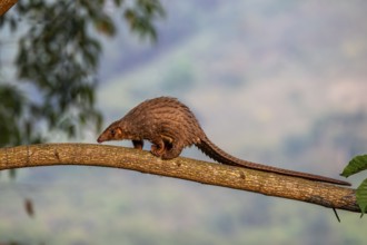 Pangolin climbing a tree, white-bellied pangolin (Phataginus tricuspis, Manis tricuspis), Western