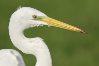 Great Egret (Ardea alba), North-Rhine Westfalia, Germany