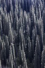 Coniferous forest, Many trees, Siberian Fir tree (Abies sibirica), Tien Shan Mountains, Kyrgyzstan