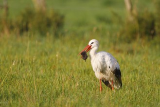 White Stork (Ciconia ciconia) female with caught mole in its beak, North Rhine-Westphalia, Germany
