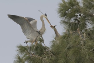 Great Blue Heron (Ardea herodias), Arizona, USA