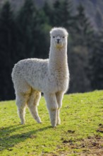 One young white Alpaca (Vicugna pacos) stands on a green meadow . A forest is in the distant