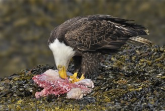 Bald Eagle (Haliaeetus leucocephalus), British Columbia, Canada