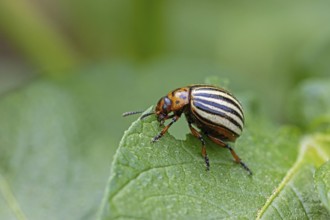 Colorado potato beetle (Leptinotarsa decemlineata), animals, insects, beetle, leaf beetle, pest,